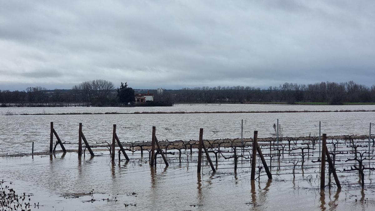 GALERÍA | La crecida del río Duero anega algunas zonas de Toro