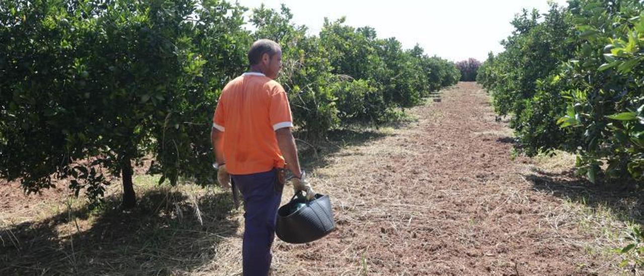 Campo de
cítricos en 
Burriana