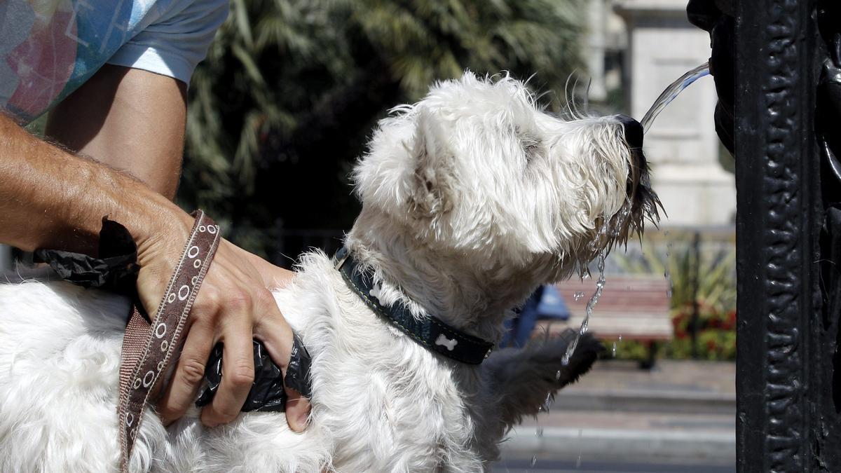 Un amo da de beber en una fuente a su perro en la calle.