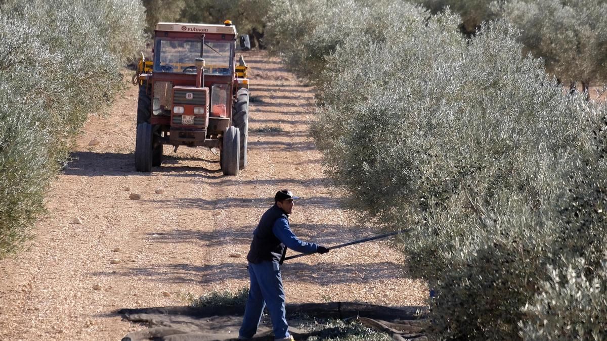 Un agricultor en una plantación de olivos