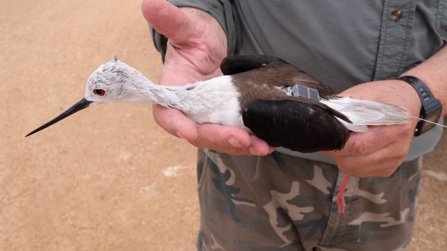 Un estudio constata el papel clave de es Trenc en las rutas migratorias de las aves
