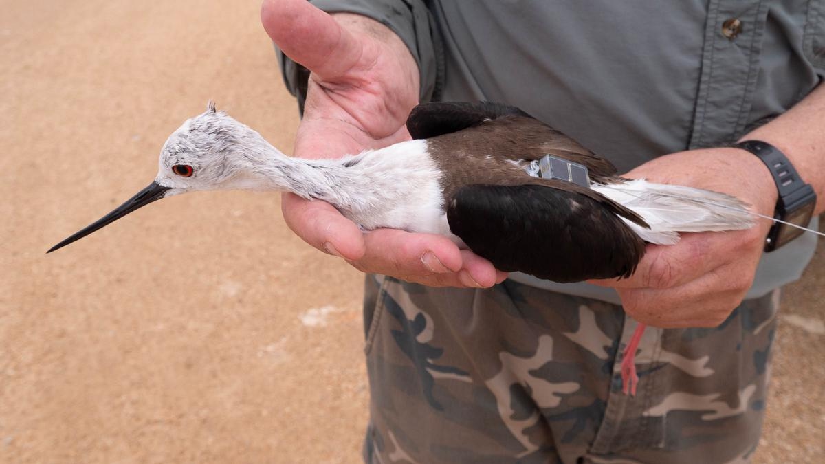 El estudio de avifauna se presentó esta semana.