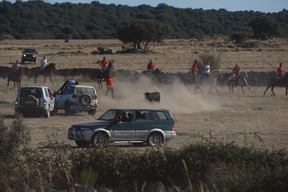 Encierro campero Pereruela