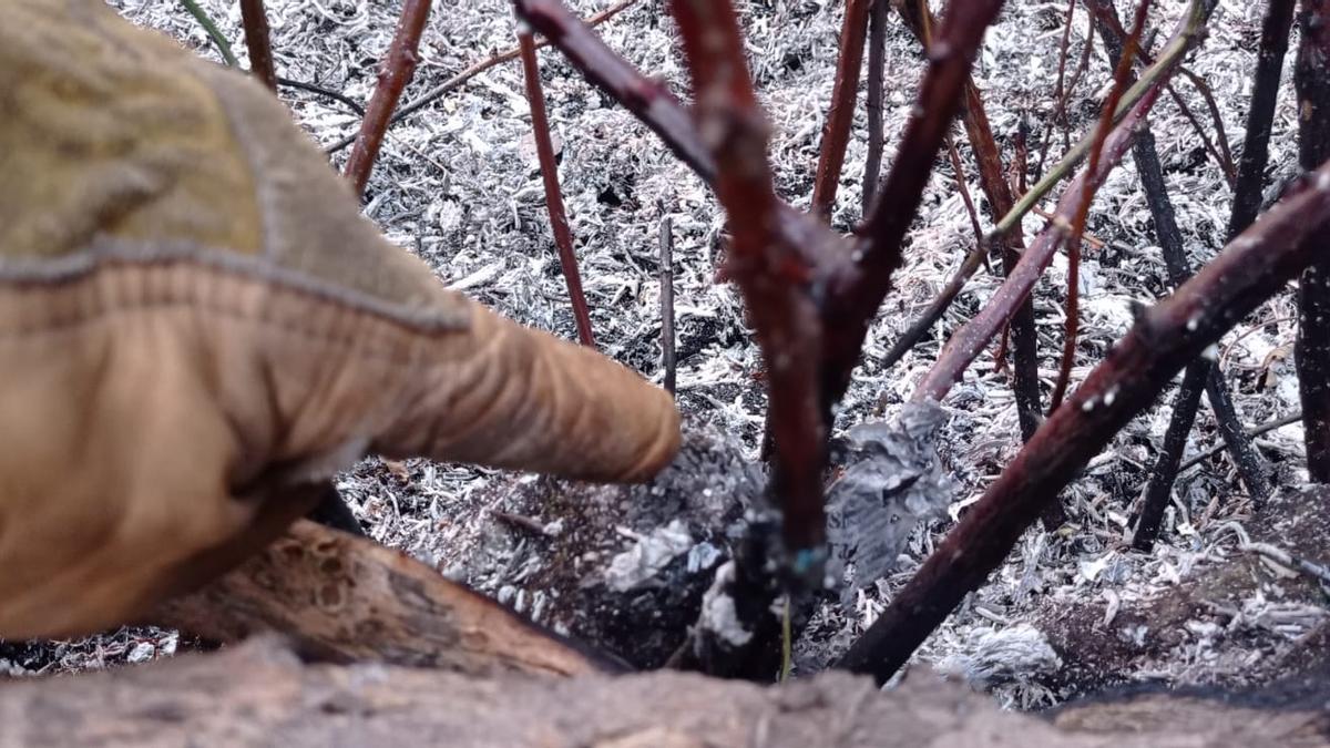 Un agente forestal muestra la zona en la que se colocó uno de los artefactos incendiarios.