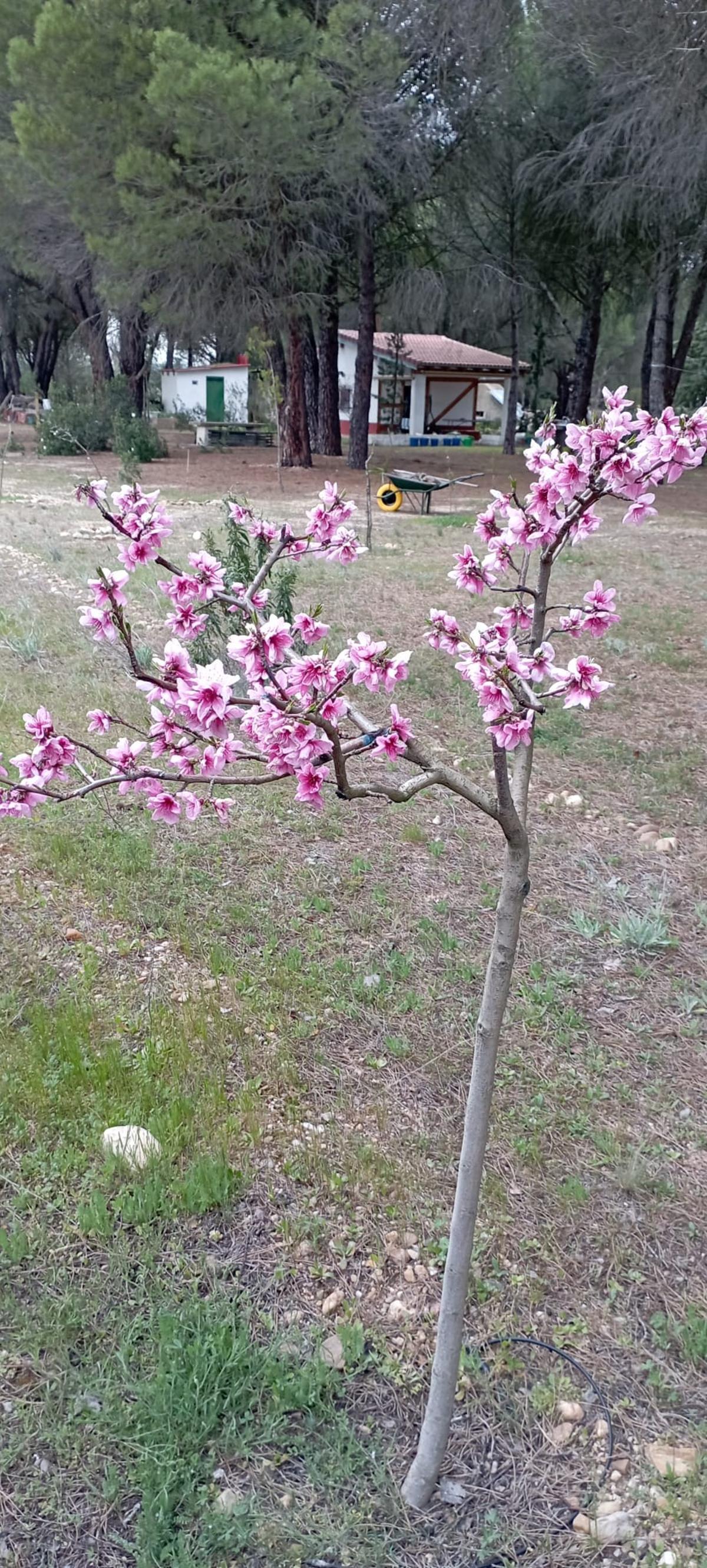 Ejemplar joven de melocotonero plantado en Toro