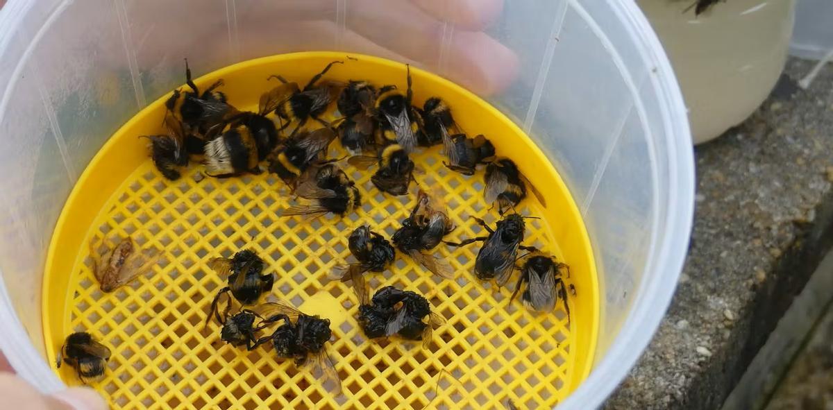 Abejorros capturados en una trampa para avispa asiática