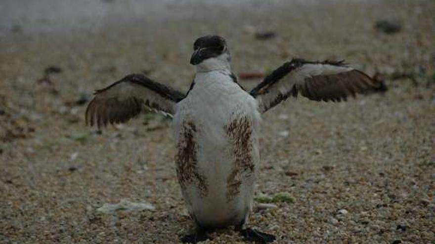 El ejemplar de Alca, parecido a un pingüino, ayer en Pescadoira.