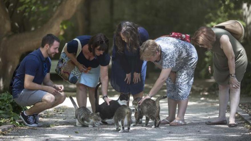 Valencia prevé construir una perrera más grande ante la acumulación de animales