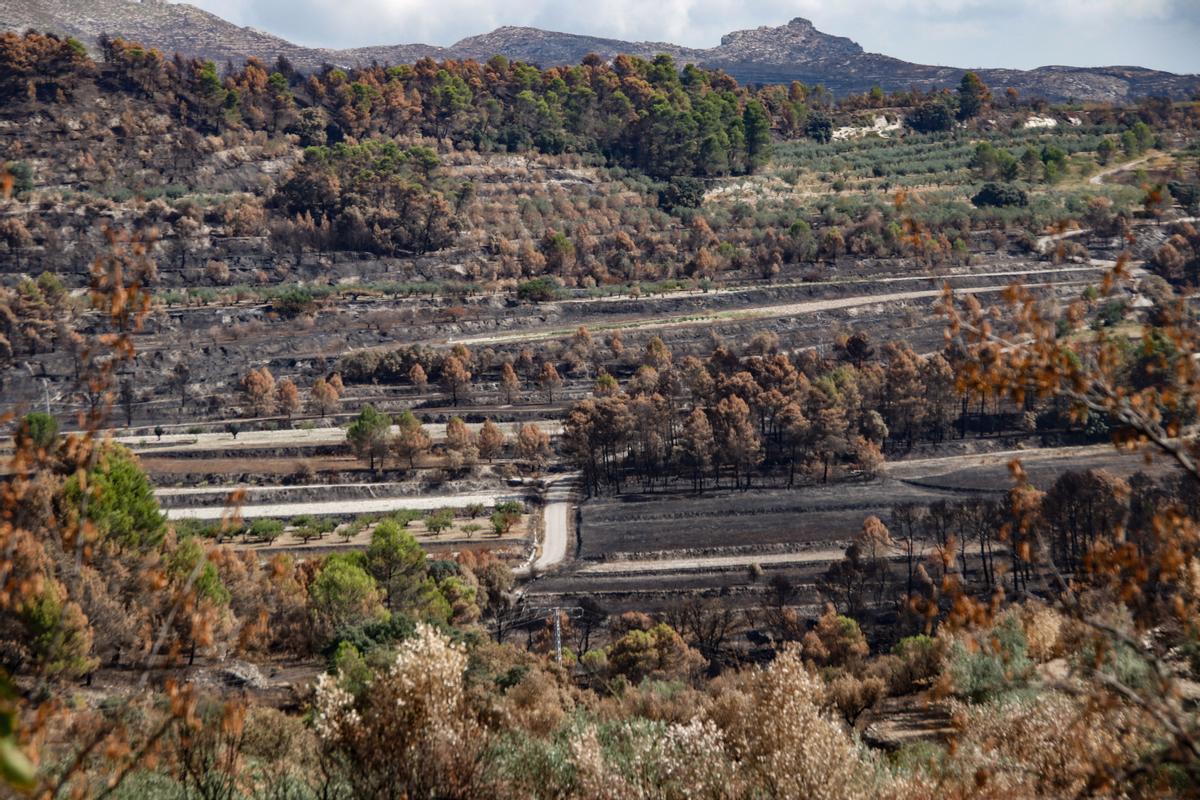Terrenos de cultivo y forestales afectados por el incendio en la Vall d'Alcalà.