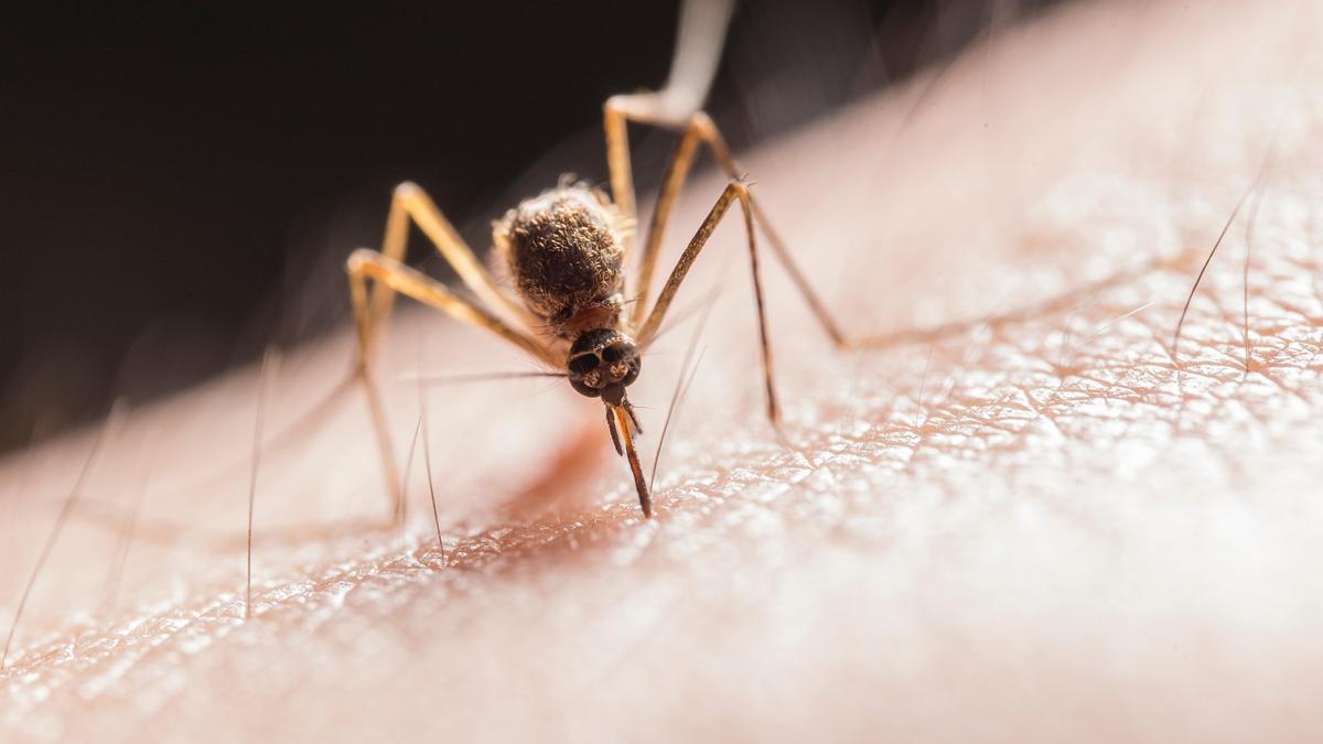 Remedios caseros contra los mosquitos.