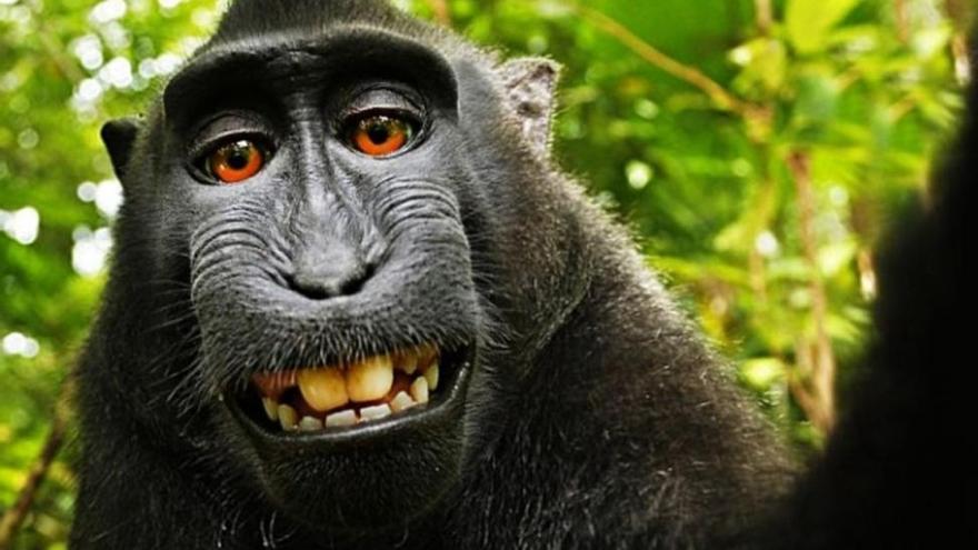 Un juez de California niega al macaco Naruto la autoría de sus selfis