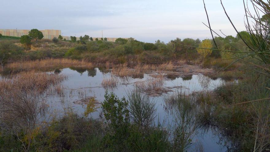 Figueres impulsa la recuperació de les Basses del Terrisser com a espai de divulgació ambiental