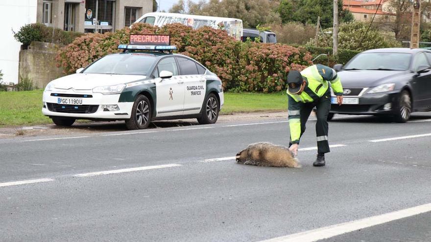 Atropello de un jabalí, el más frecuente de los accidentes con animales en Galicia.