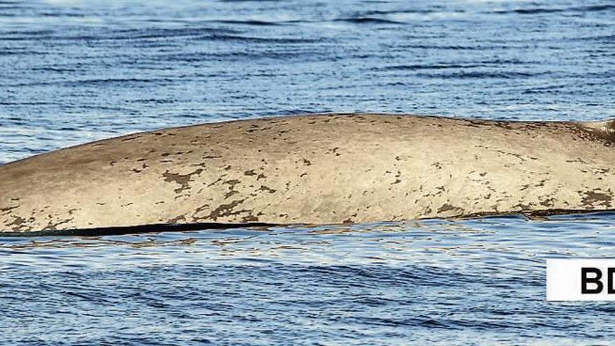 Ballena avistada por los investigadores del BDRI el lunes pasado. // Cedida