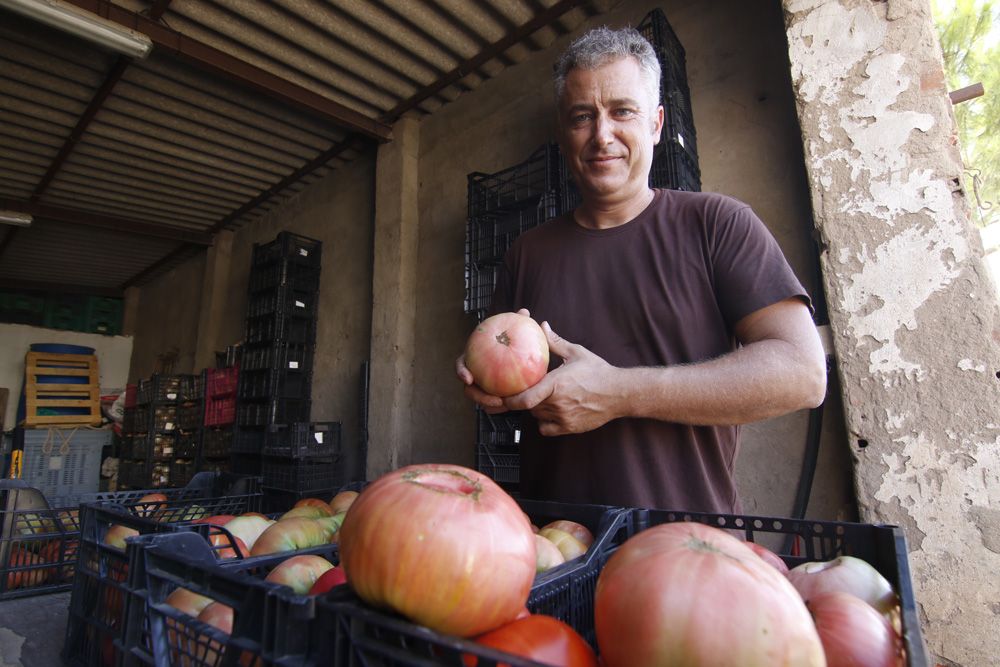 Tomate rosa de Alcolea, la joya de la huerta cordobesa