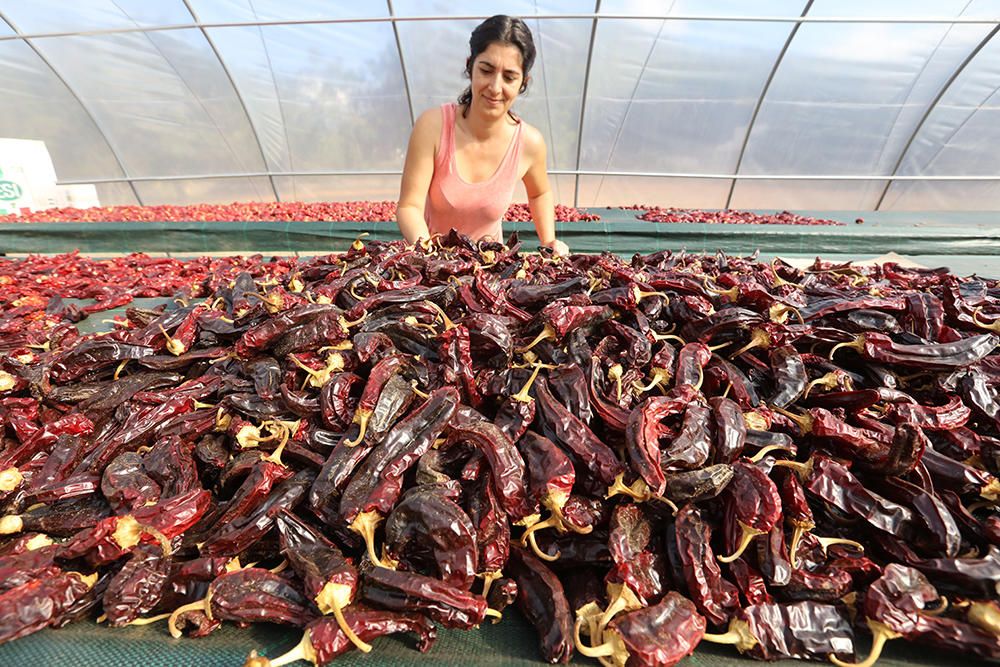 Tanit Ribas, seca los pimentos de la variedad tradicional usada para el condimento de la sobrasada en Ibiza.