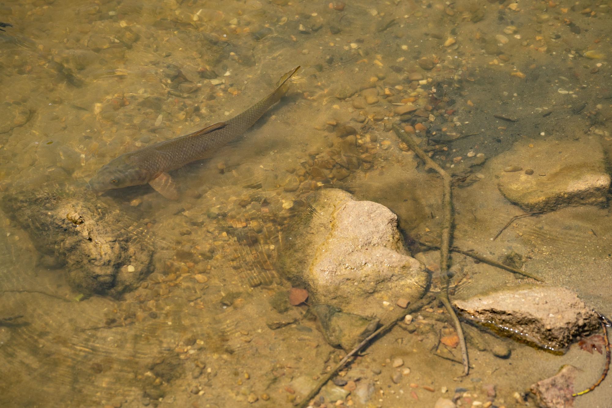 El caudal del río Duero en Zamora, por debajo del nivel ecológico