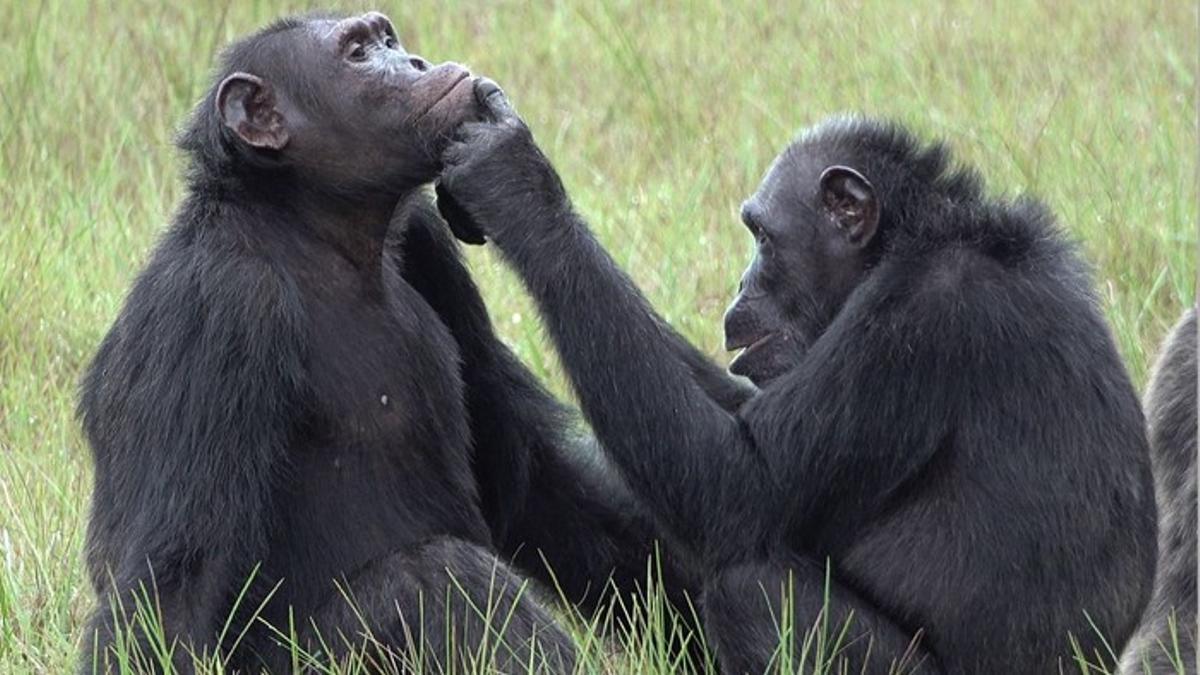 La chimpancé Roxy pone un insecto en la herida de la cara que tiene Thea, un chimpancé adulto.