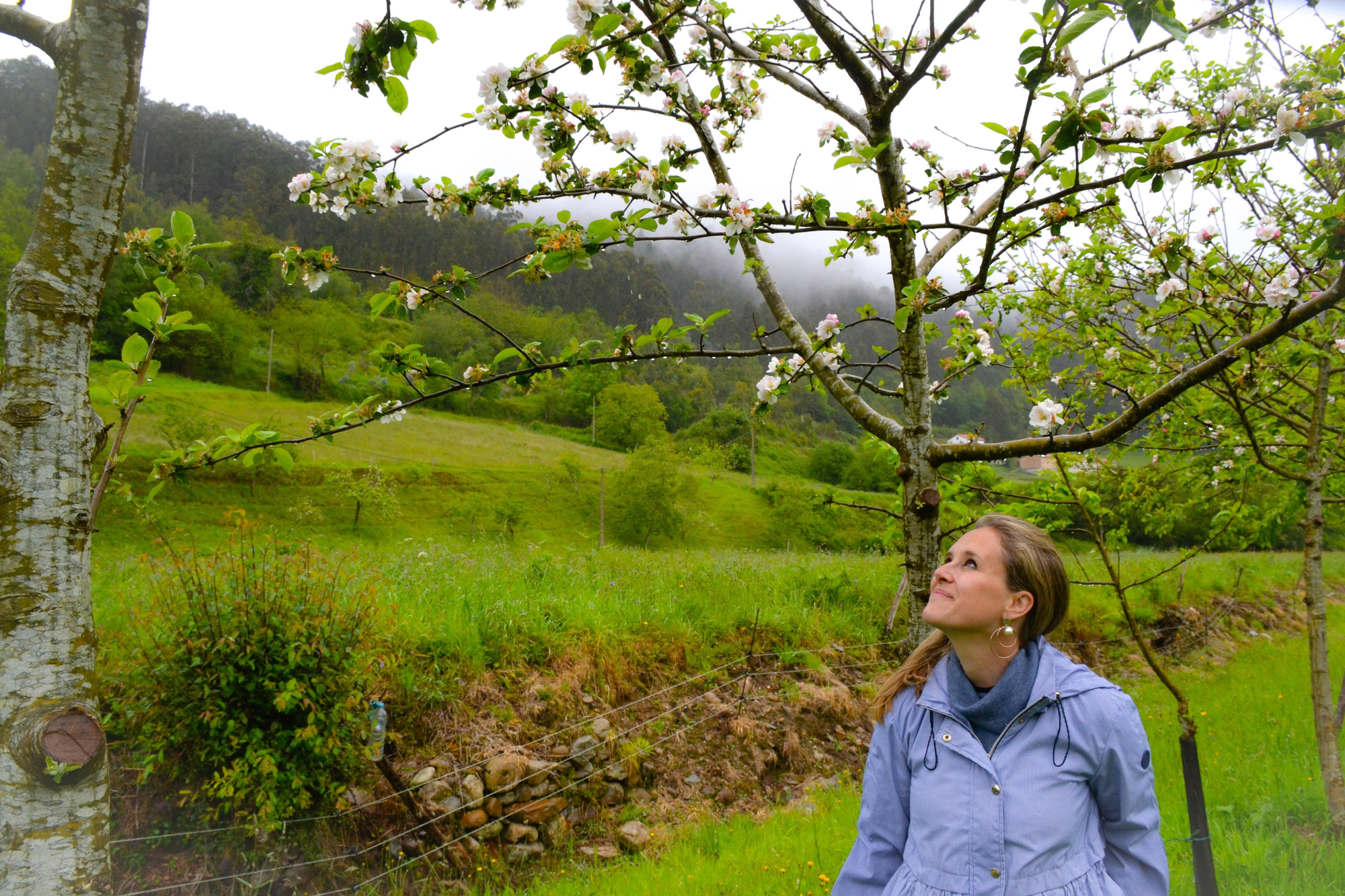 Isabel Rubio, bajo uno de los manzanos de su pomadara, observa su floración.