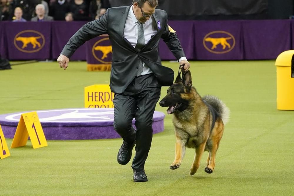 El Westminster Kennel Club, un dels shows de gossos de raça més importants del món