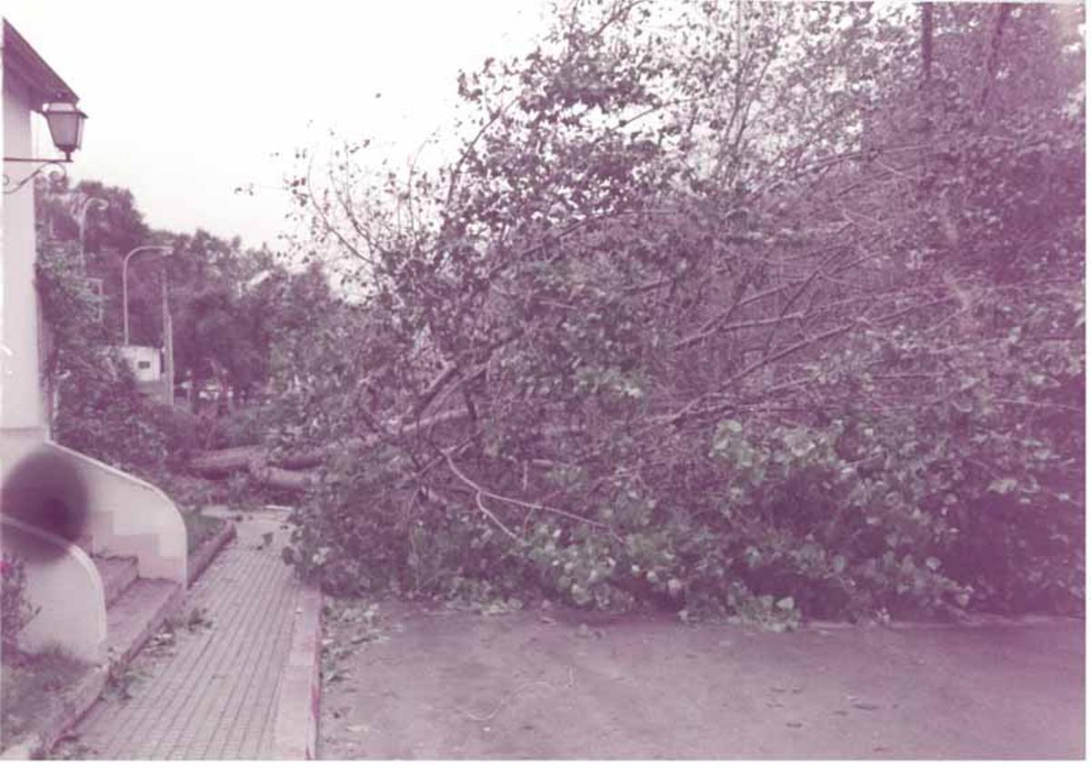 Árbol derribado por el viento asociado a la borrasca Hortensia en A Coruña en 1984