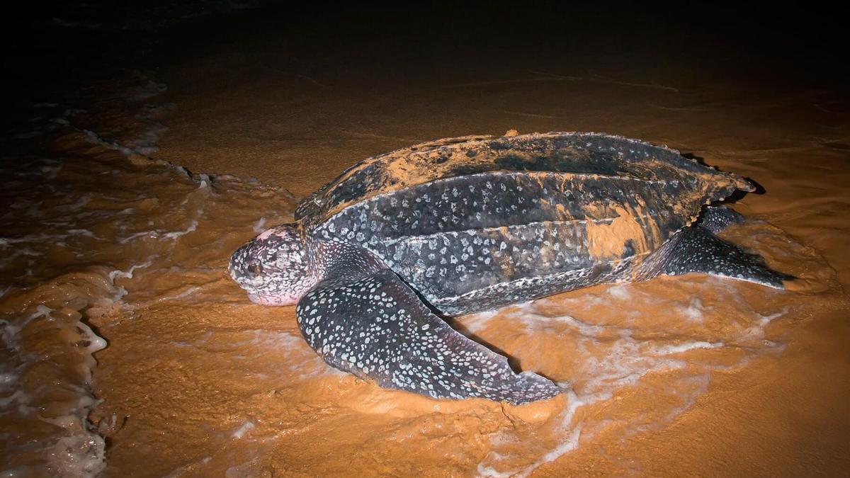 Imagen de un ejemplar de la tortuga más grande del mundo