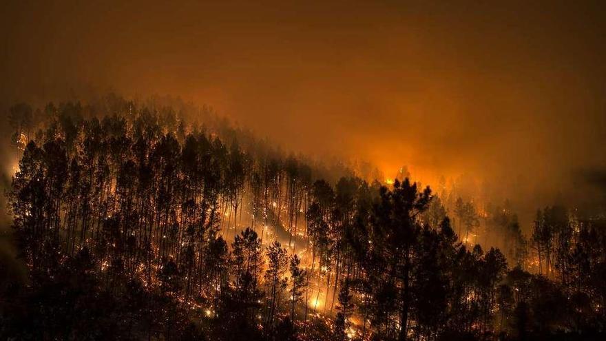 El fuego devora un bosque de pino en Lobios, en el parque natural del Xurés. // Brais Lorenzo