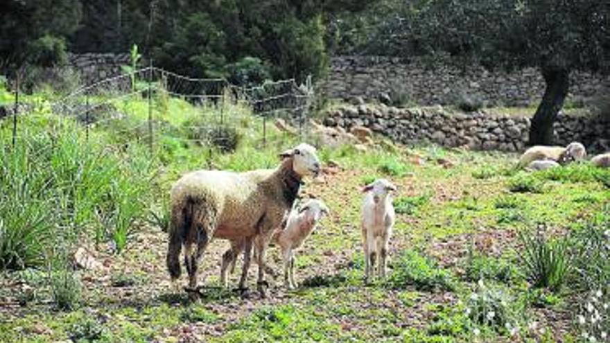 El cordero es la ganadería más emblemática de Eivissa. | CÉSAR NAVARRO