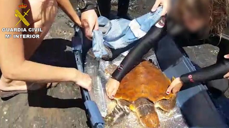 Rescate de una tortuga en la costa de Gáldar