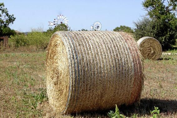 Volkswirtschaftlich spielt Mallorcas Landwirtschaft kaum noch eine Rolle – ohne sie aber wäre die Insel wesentlich ärmer. Warum das so ist – und wie wir sie alle unterstützen könnten.