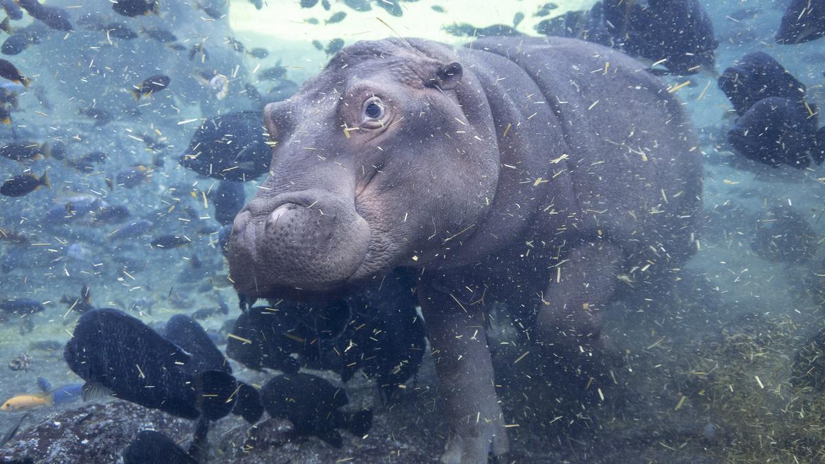 Gori, la cría de hipopótamo de Bioparc que nació en 2020.