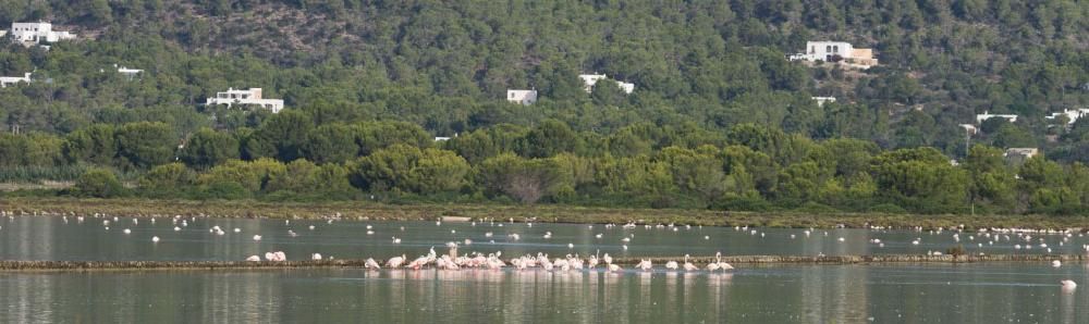 Flamencos en Ibiza