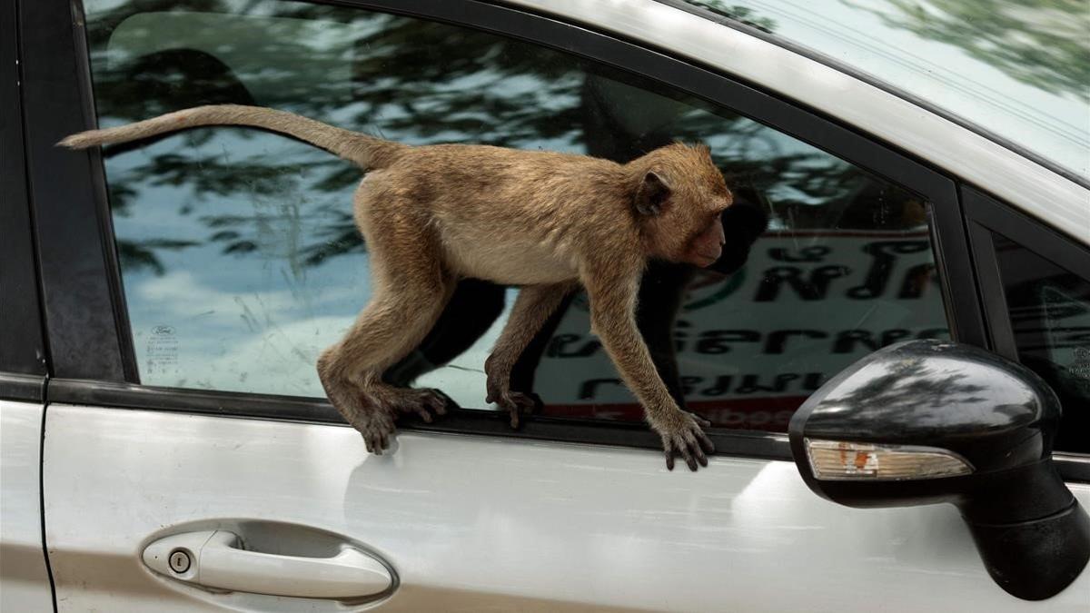Un mono en la ventana de un coche