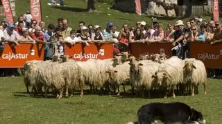 La Fiesta del Pastor, un día grande para Cangas de Onís