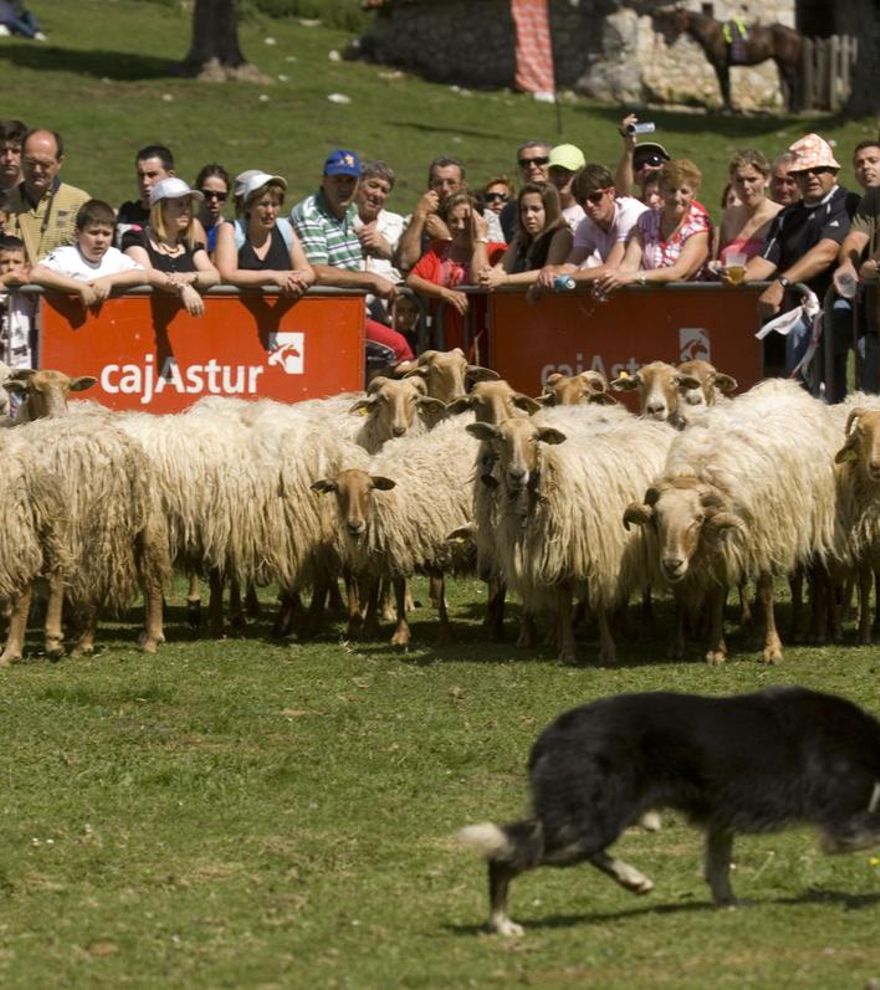 La Fiesta del Pastor, un día grande para Cangas de Onís