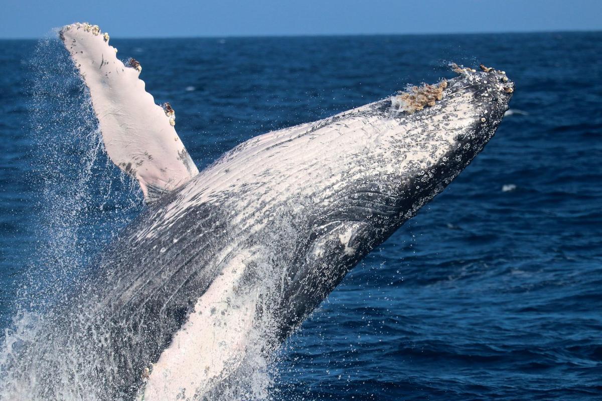 Una ballena dando uno de sus característicos saltos