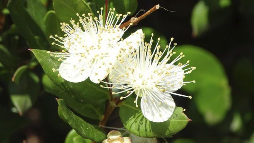 Tu recuerdo es mi arrayán