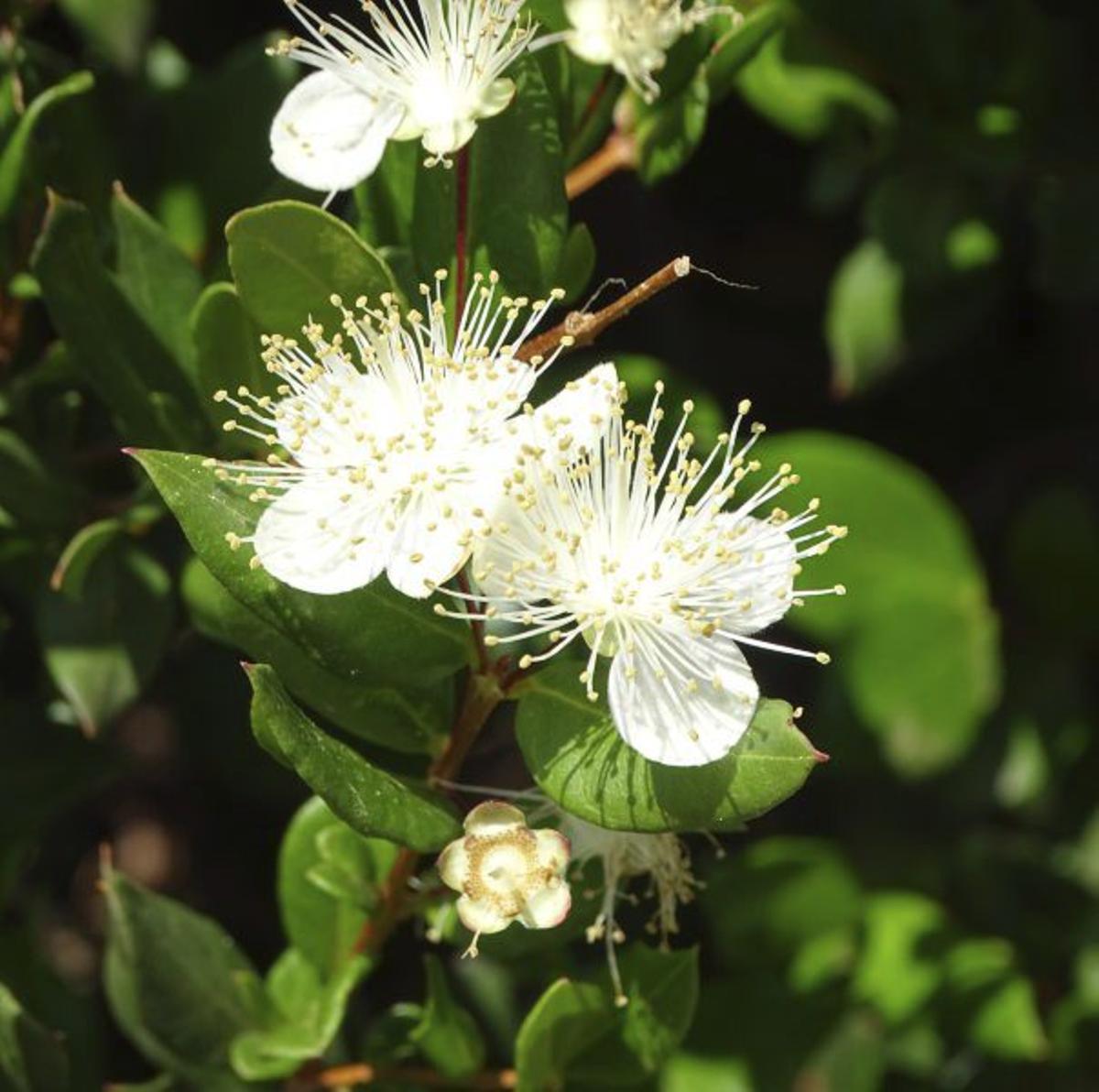 Flor del mirto o arrayán. | J. AUMENTE
