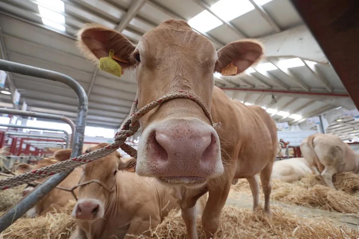 Ejemplares de ganado en una feria agropecuaria.