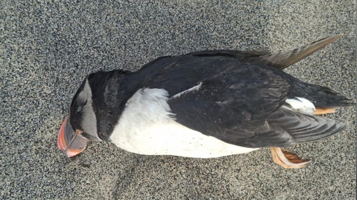 Uno de los frailecillos fallecidos.