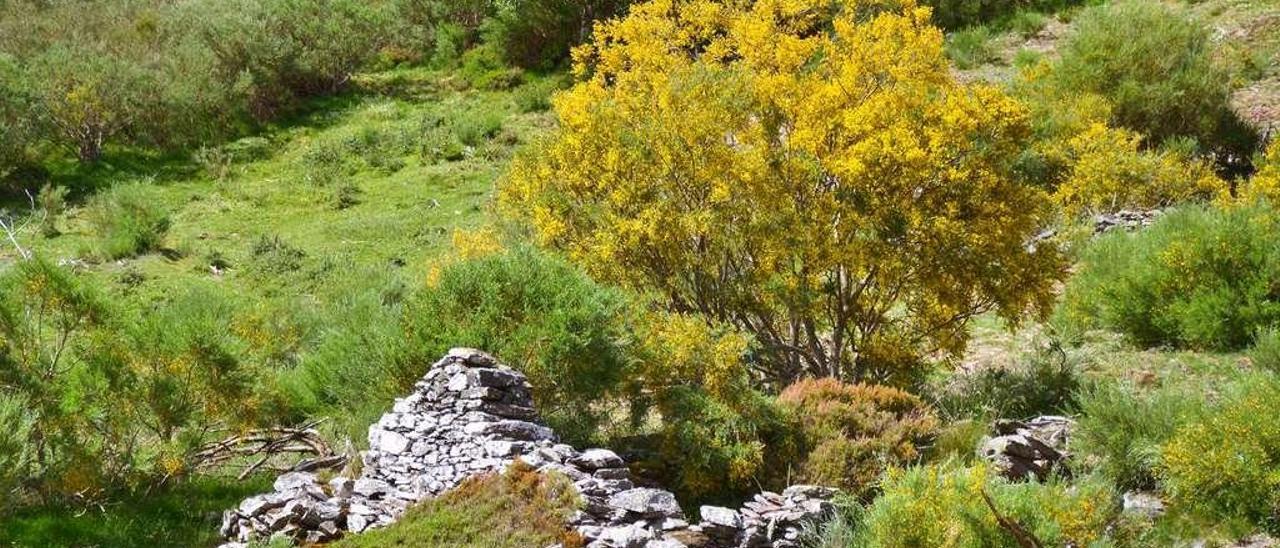 Restos de una de las cabañas de la braña de los Valles, a la que se accede en ruta desde Genestoso.