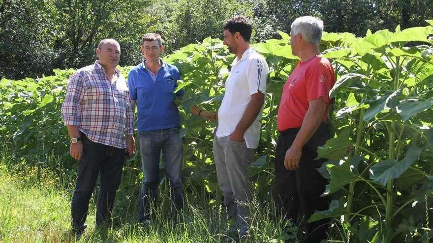 Román Santalla y socios de Cobideza, en una plantación de girasoles en Cercio.  // Bernabé