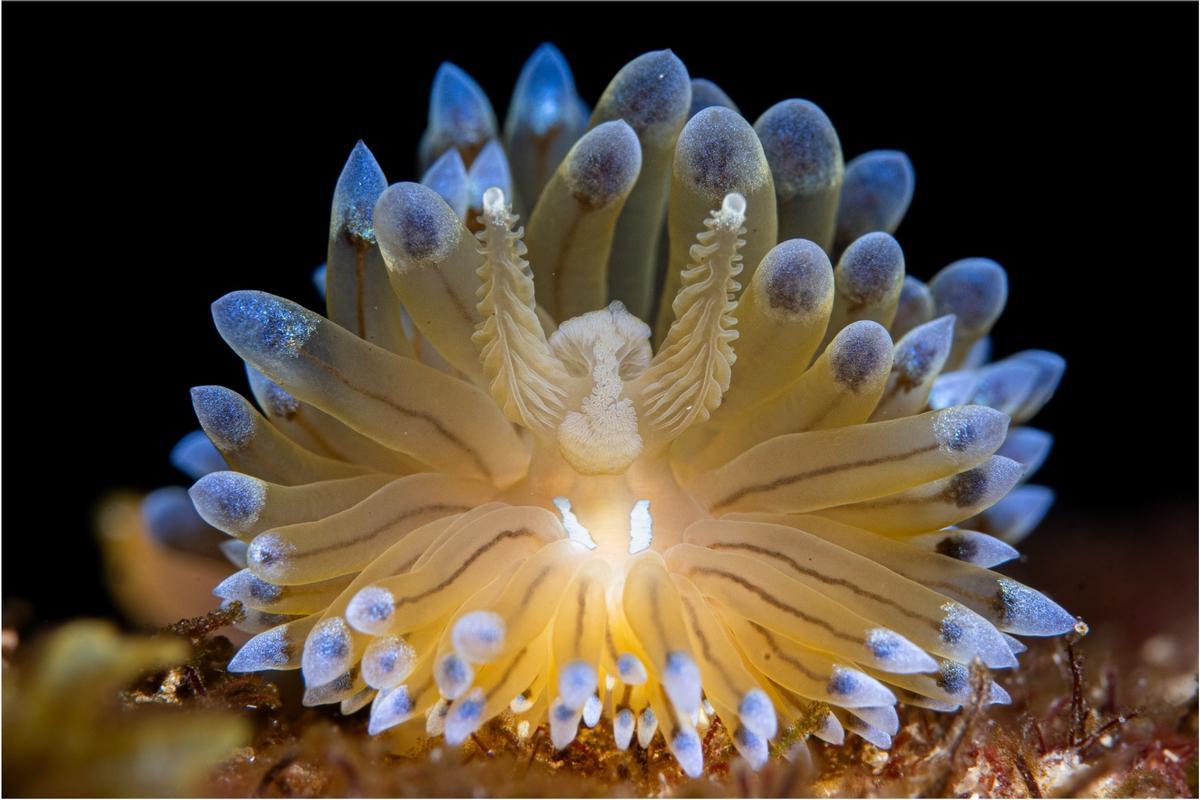 ‘Tot en orde’, de Xavier Salvador Costa, primer premi ‘OceanFree’.