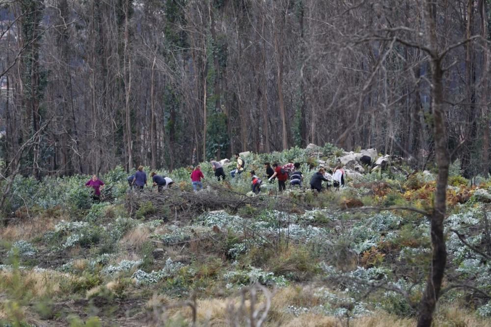 La comunidad de montes de Camos cita a los vecinos cerca del colegio Estudio para arrancar los brotes de esta especie pirófila.