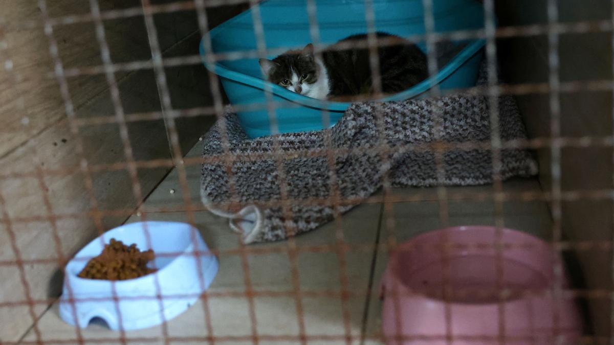 Un gat en el refugi improvisat de Lviv