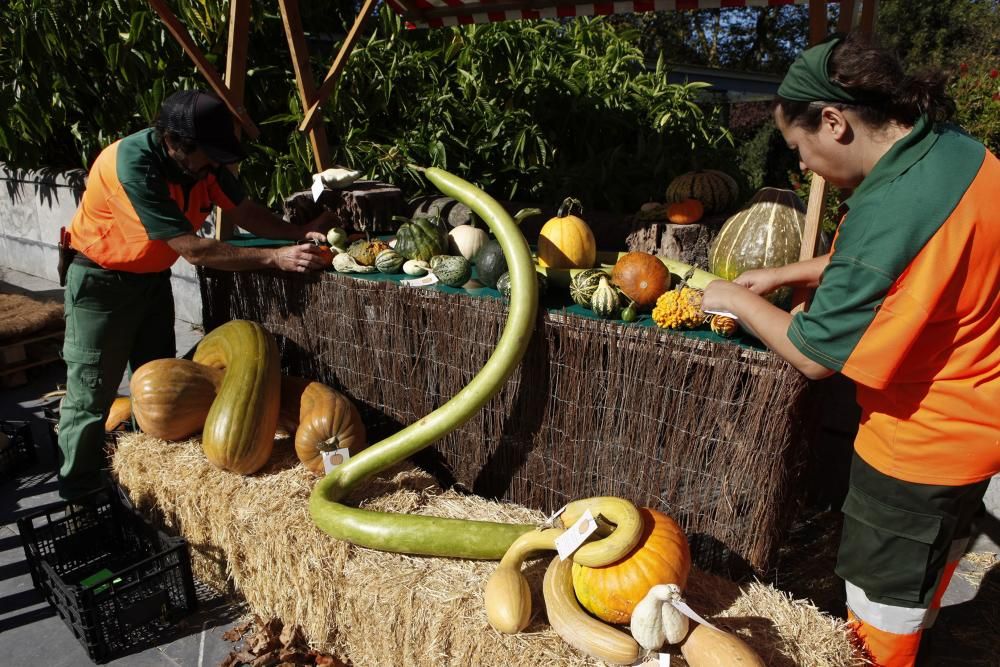 Calabazas y calaveras en el Botánico