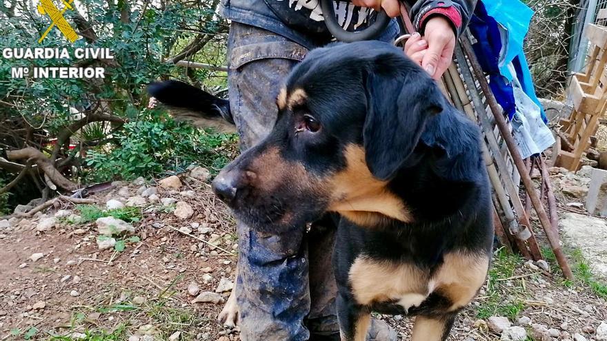 La Guàrdia Civil pren un gos al seu propietari condemnat per maltractament animal