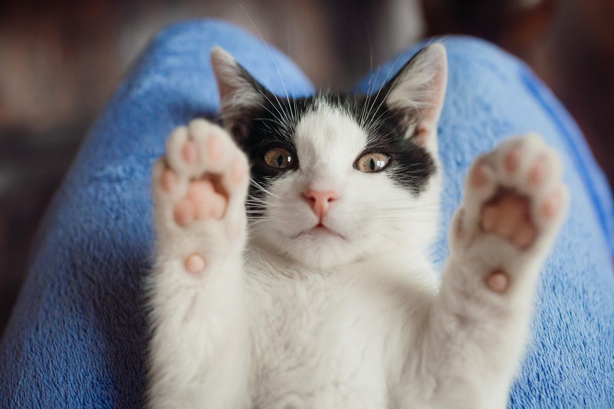 Curiosidades de los gatos: sudan por las patas
