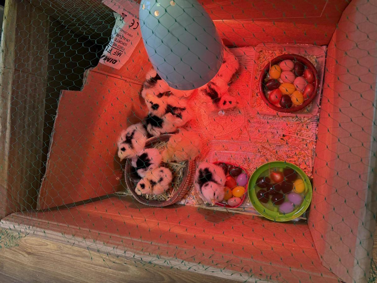 Los pollitos, con una luz infrarroja para recibir calor, al poco de nacer