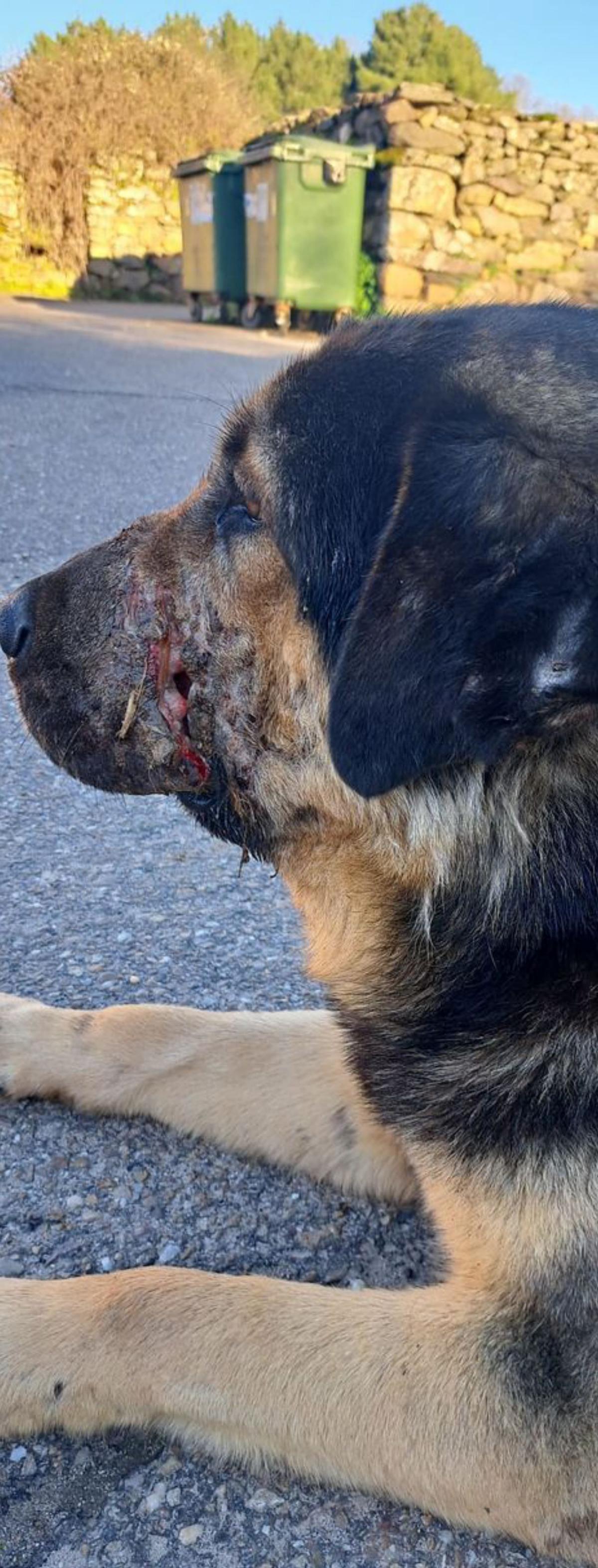 Un nuevo ataque del lobo en Codesal deja dos terneros muertos y un mastín herido